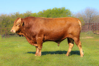 Semen - Artesian Margin Call J04