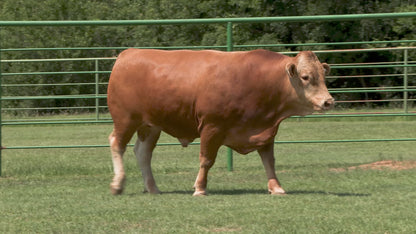 Semen - Artesian Hisato - L308 ET