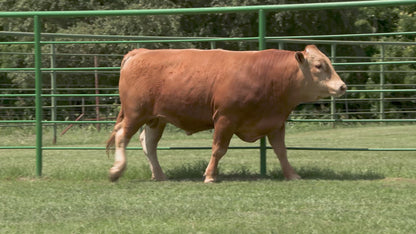 Semen - Artesian Akio - L302 ET